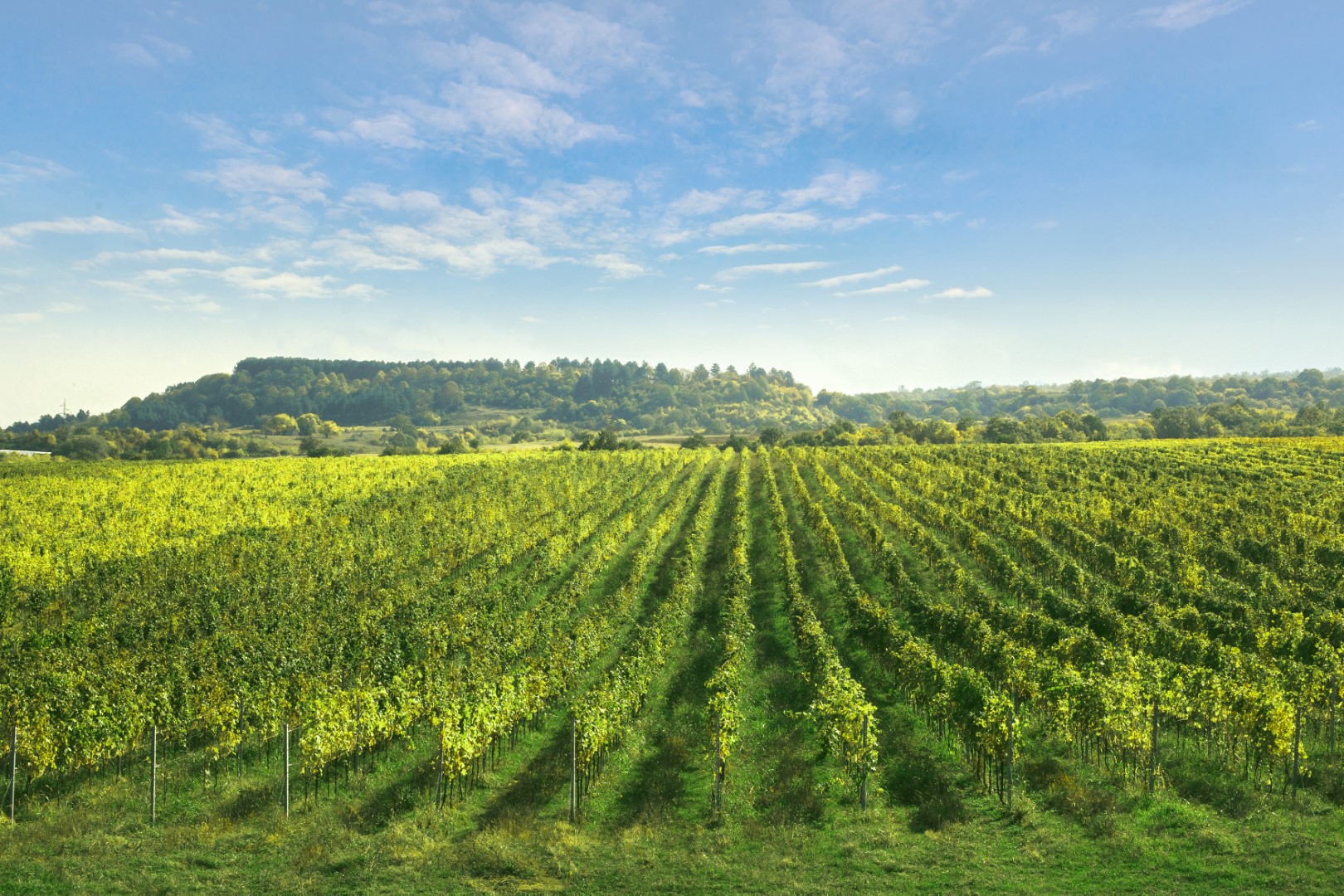 perfectFor.qvevriWinemakers.title